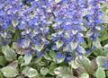 blue bugle,bugle herb,bugle weed,carpet weed,carpet bugle weed,common bugle,carpenters herb,middle c